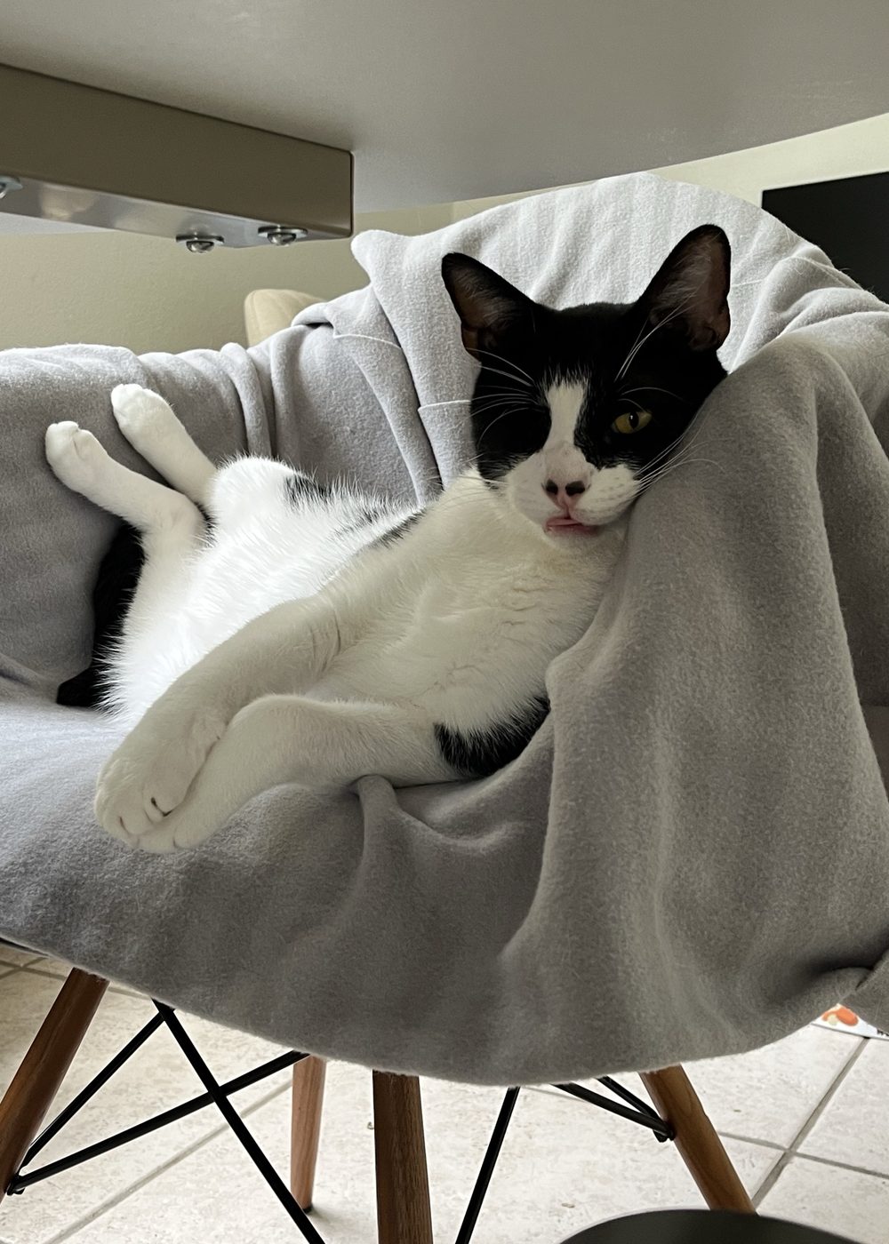 A black and white cat resting comfortably in a chair with a soft blanket