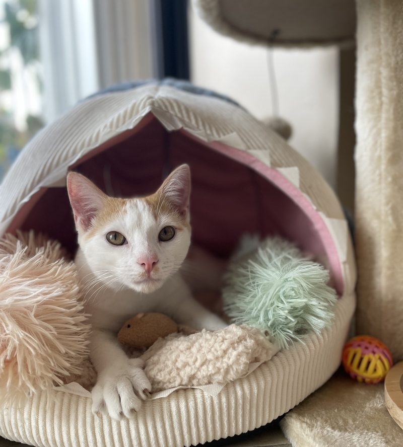 A white and orange cat settled into a soft cat bed