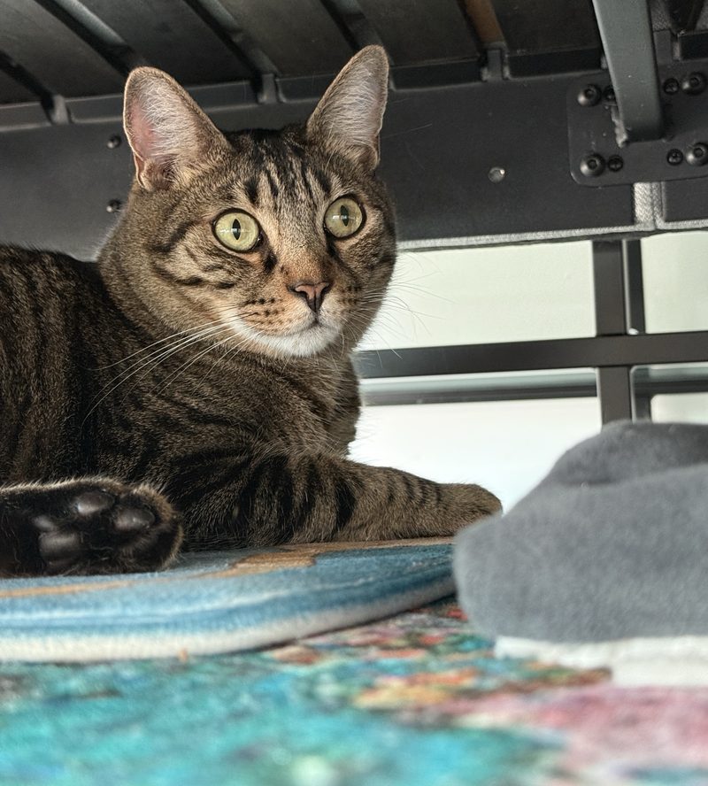 A tabby cat looking out from under a bed frame