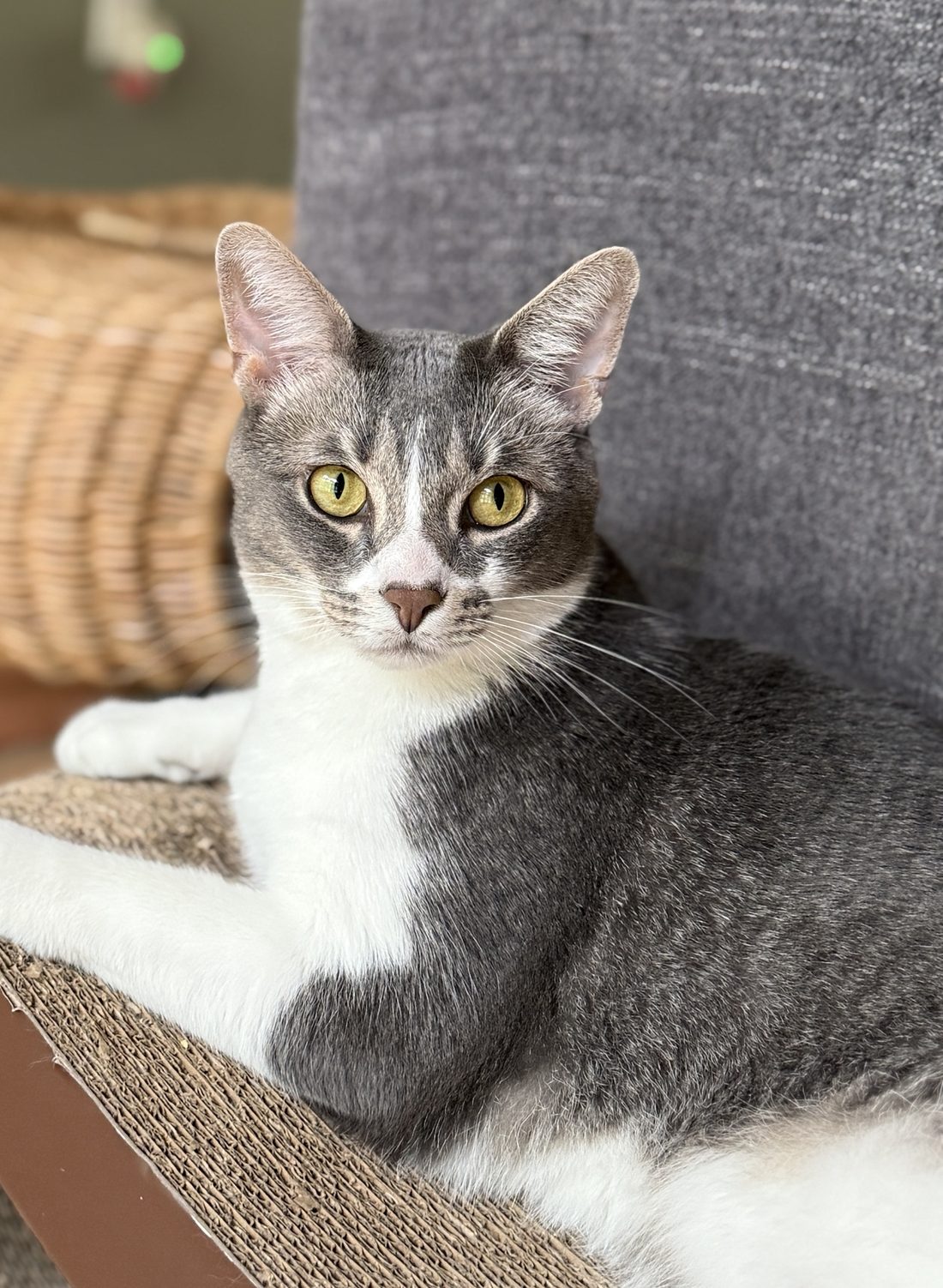 A grey and white cat looking calmly at the camera